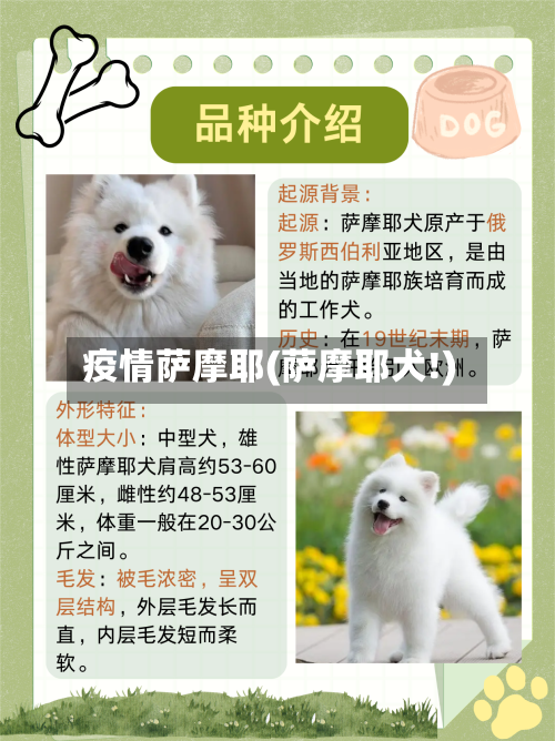 疫情萨摩耶(萨摩耶犬!)-第2张图片
