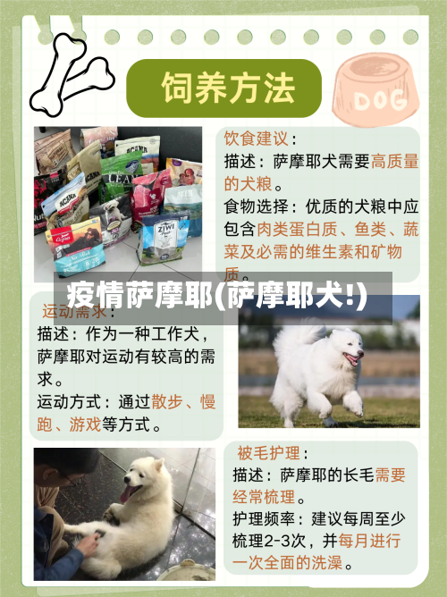疫情萨摩耶(萨摩耶犬!)