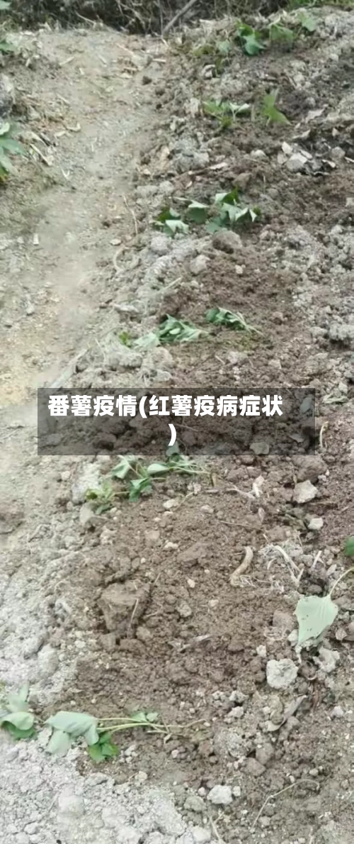 番薯疫情(红薯疫病症状)