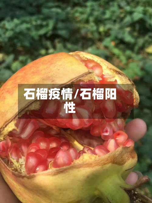 石榴疫情/石榴阳性