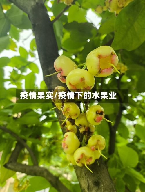 疫情果实/疫情下的水果业-第2张图片