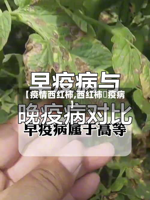 【疫情西红柿,西红柿晩疫病】