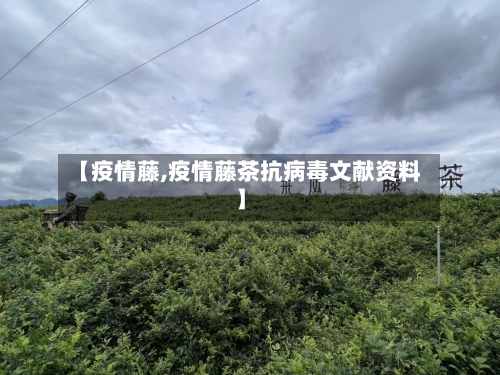 【疫情藤,疫情藤茶抗病毒文献资料】