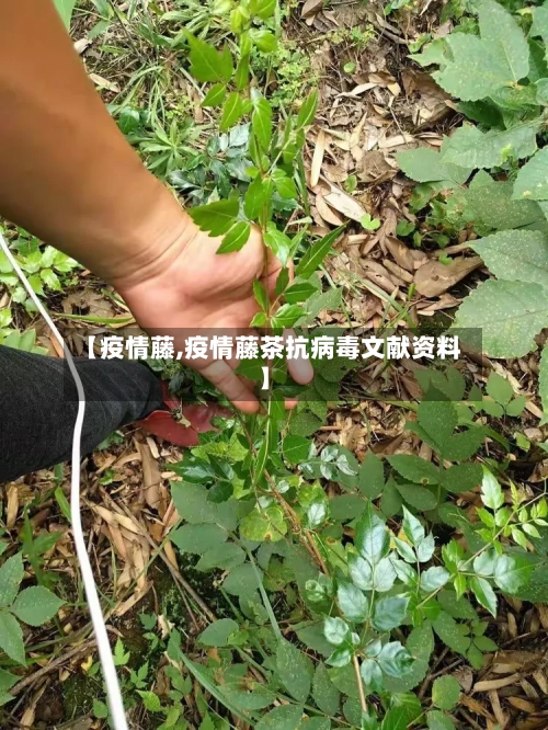 【疫情藤,疫情藤茶抗病毒文献资料】-第2张图片