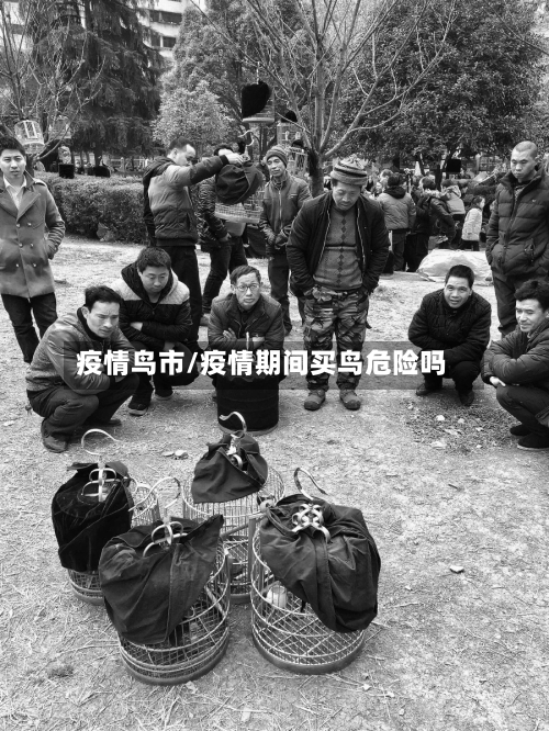 疫情鸟市/疫情期间买鸟危险吗-第2张图片