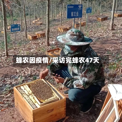 蜂农因疫情/采访完蜂农47天-第3张图片