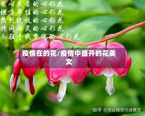 疫情在的花/疫情中盛开的花美文-第3张图片