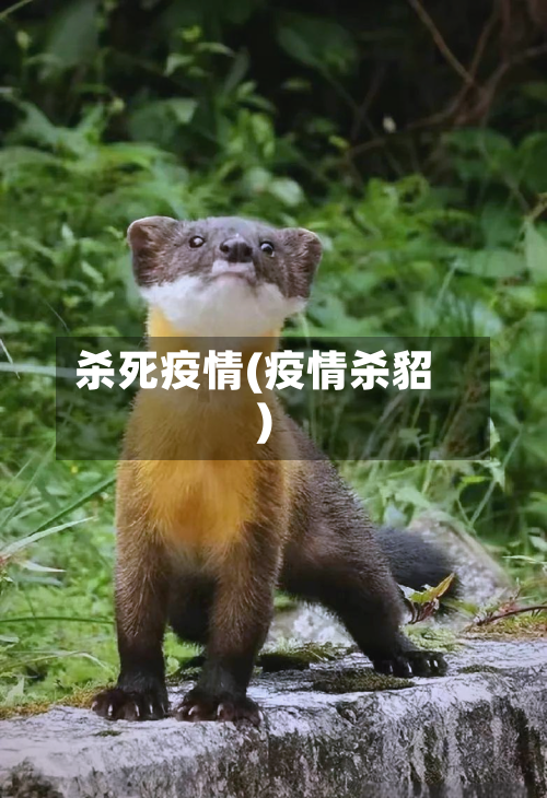 杀死疫情(疫情杀貂)-第2张图片