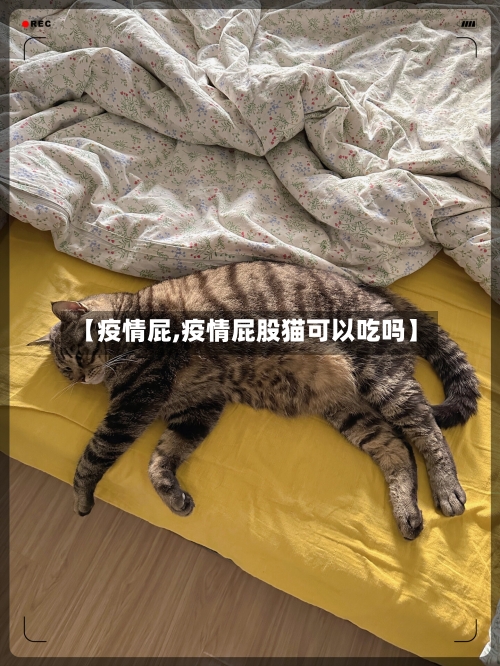 【疫情屁,疫情屁股猫可以吃吗】-第2张图片