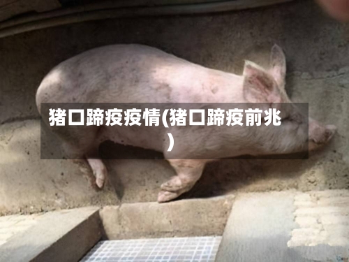 猪口蹄疫疫情(猪口蹄疫前兆)