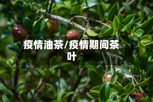 疫情油茶/疫情期间茶叶-第3张图片