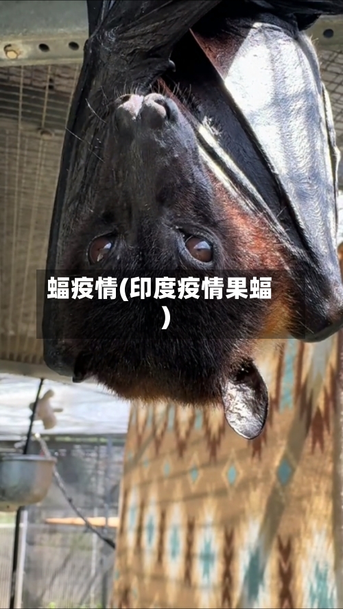 蝠疫情(印度疫情果蝠)