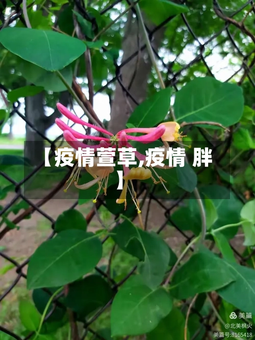 【疫情萱草,疫情 胖】-第3张图片