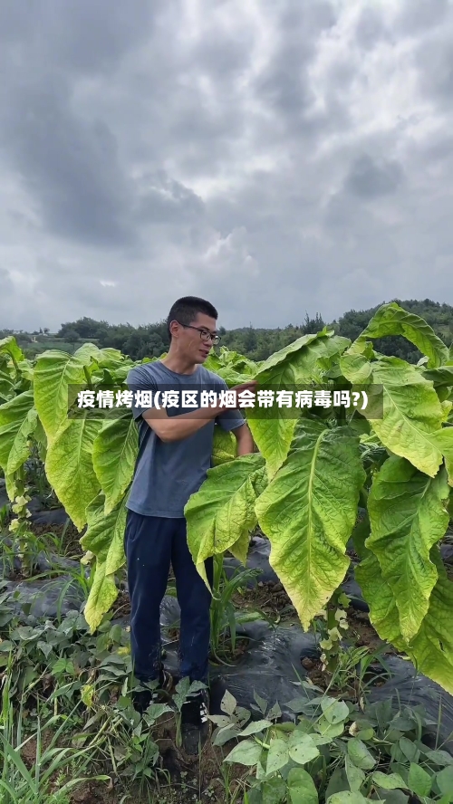 疫情烤烟(疫区的烟会带有病毒吗?)