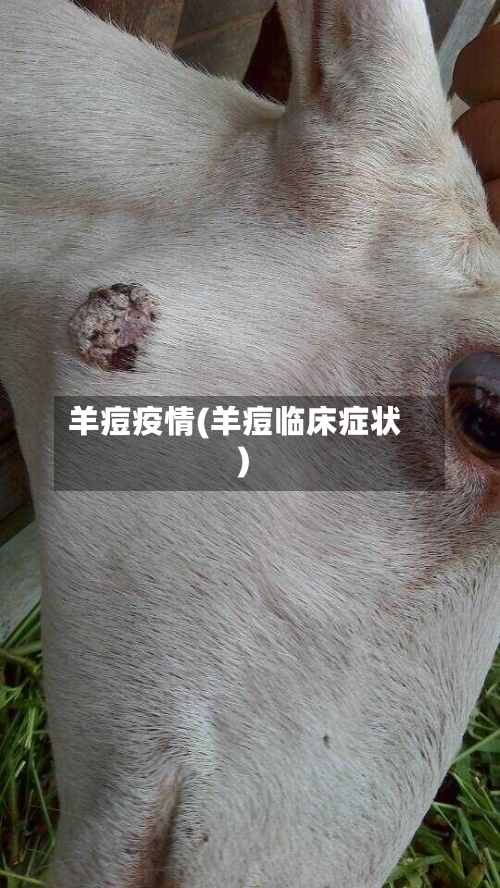 羊痘疫情(羊痘临床症状)-第3张图片