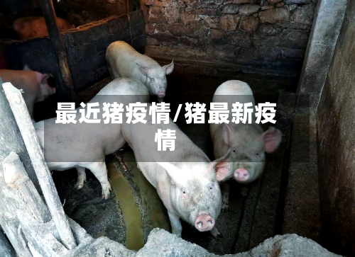 最近猪疫情/猪最新疫情