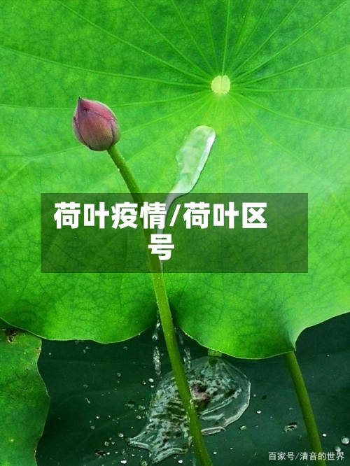 荷叶疫情/荷叶区号-第2张图片