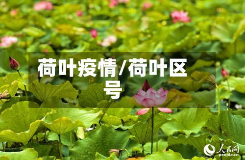 荷叶疫情/荷叶区号