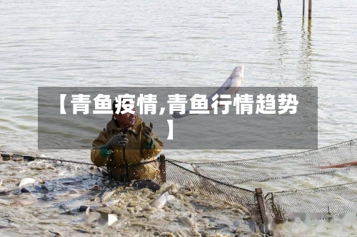 【青鱼疫情,青鱼行情趋势】-第2张图片