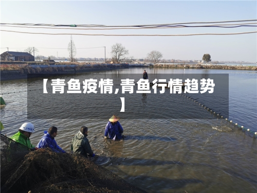 【青鱼疫情,青鱼行情趋势】-第3张图片
