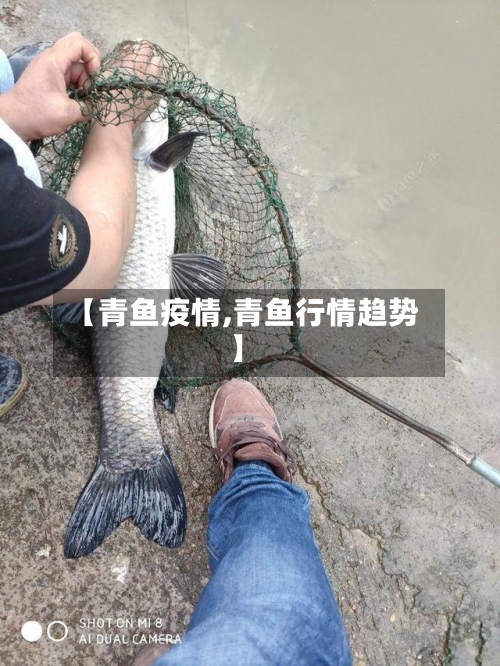【青鱼疫情,青鱼行情趋势】