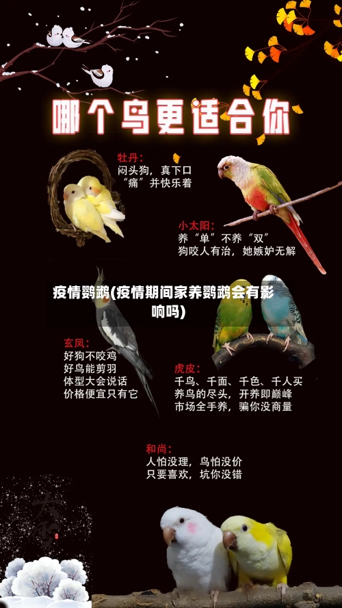 疫情鹦鹉(疫情期间家养鹦鹉会有影响吗)
