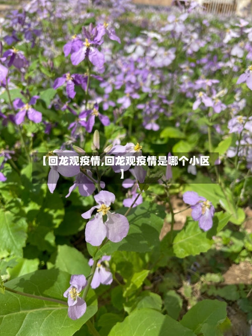 【回龙观疫情,回龙观疫情是哪个小区】