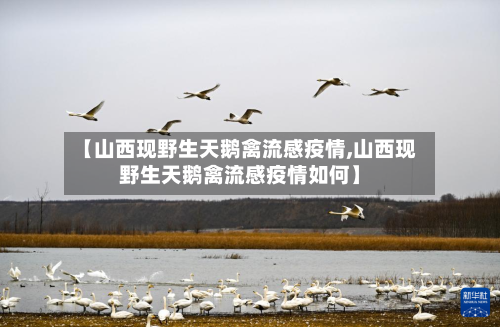 【山西现野生天鹅禽流感疫情,山西现野生天鹅禽流感疫情如何】-第2张图片