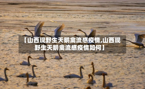 【山西现野生天鹅禽流感疫情,山西现野生天鹅禽流感疫情如何】
