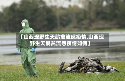 【山西现野生天鹅禽流感疫情,山西现野生天鹅禽流感疫情如何】-第3张图片